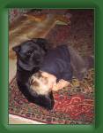051224t_nach_der_bescherung5 * 480 x 640 * (97KB)