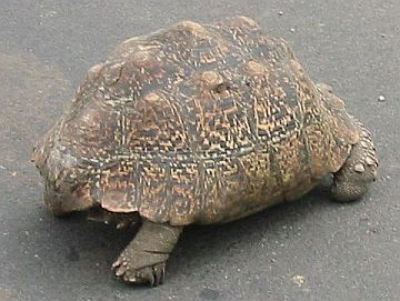 Strassenkroete