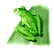 Frog's opinion